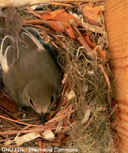 Gobemouche noir (Ficedula hypoleuca) couvant