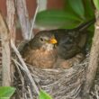 Pourquoi certaines espèces d’oiseaux couvent-elles parfois dans des nids vides ?