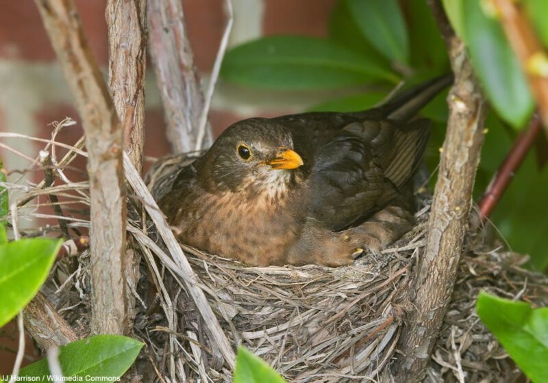 Pourquoi certaines espèces d’oiseaux couvent-elles parfois dans des nids vides ?