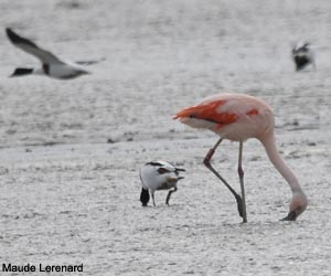 Flamant du Chili (Phoenicopterus chilensis)