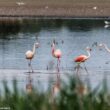 La surprenante colonie de Flamants roses et du Chili de la réserve de la Zwillbrocker-Venn, près de la frontière germano-néerlandaise