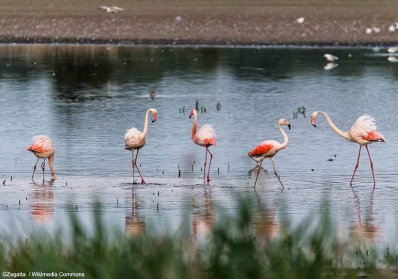 La surprenante colonie de Flamants roses et du Chili de la réserve de la Zwillbrocker-Venn, près de la frontière germano-néerlandaise