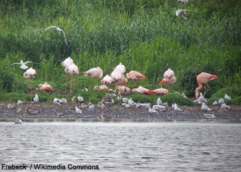 Flamants roses (Phoenicopterus roseus) et du Chili (P. chilensis)