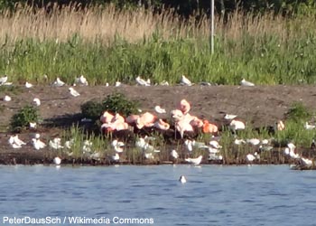 Flamants du Chili (Phoenicopterus chilensis) nicheurs