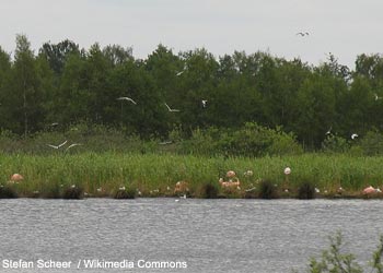 Flamants du Chili (Phoenicopterus chilensis) nicheurs