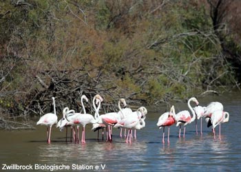 Flamants roses (Phoenicopterus roseus)