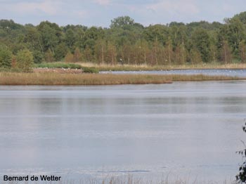 Vue du lac de la réserve de la Zwillbrocker Venn (Allemagne) 