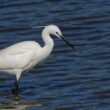 Aigrette garzette