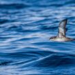 Sortie en mer pour l’observation des oiseaux pélagiques au large de la Charente-Maritime