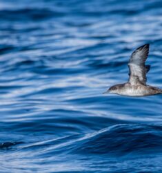 Sortie en mer pour l’observation des oiseaux pélagiques au large de la Charente-Maritime