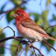 14e Festival des oiseaux migrateurs de la Côte-Nord au Québec (Canada)