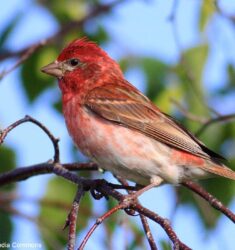 14e Festival des oiseaux migrateurs de la Côte-Nord au Québec (Canada)