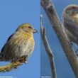 Comment expliquer les différences de proportions d’oiseaux « gauchers » et « droitiers » entre les Becs-croisés des sapins et bifascié ?