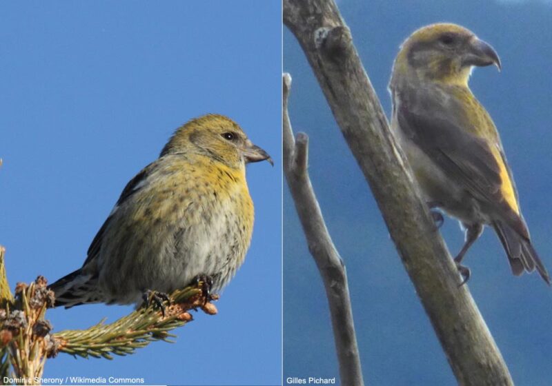 Comment expliquer les différences de proportions d’oiseaux “gauchers” et “droitiers” entre les Becs-croisés des sapins et bifascié ?