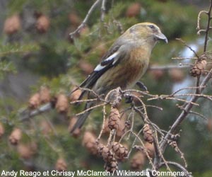 Bec-croisé bifascié (Loxia leucoptera) femelle