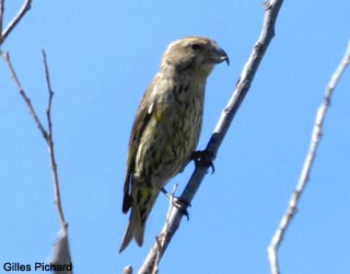 Bec-croisé des sapins (Loxia curvirostra) juvénile