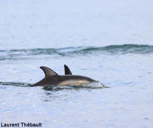 Dauphins communs à bec court (Delphinus delphis)