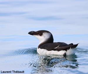 Pingouin torda (Alca tarda)