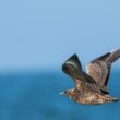 Conférence sur les oiseaux marins