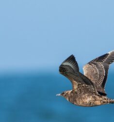 Conférence sur les oiseaux marins