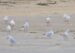 2-Mouette rieuse | Chroicocephalus ridibundus | Black-headed Gull