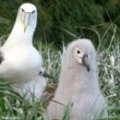 Premier cas de reproduction au Chili de l’Albatros de Stead, une espèce endémique néo-zélandaise