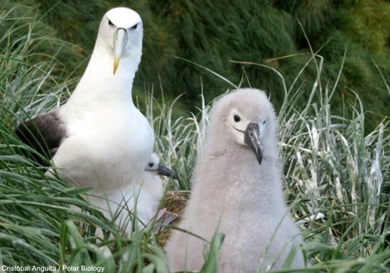 Premier cas de reproduction au Chili de l’Albatros de Stead, une espèce endémique néo-zélandaise