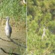 Un nouveau cas d’hybridation entre une Aigrette garzette et un Héron cendré dans le parc du Marquenterre (Somme) en juillet 2024