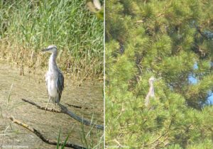 Jeune hybride Héron cendré (Ardea cinerea) x Aigrette garzette (Egretta garzetta)