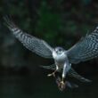 Observation de plusieurs Éperviers d’Europe chassant les chauves-souris dans les gorges de la Dourbie (Aveyron) en mai 2024