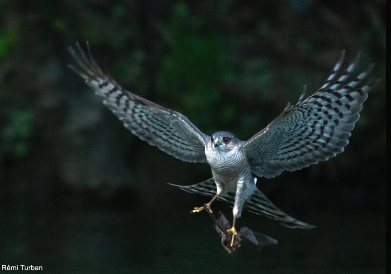 Observation de plusieurs Éperviers d’Europe chassant les chauves-souris dans les gorges de la Dourbie (Aveyron) en mai 2024