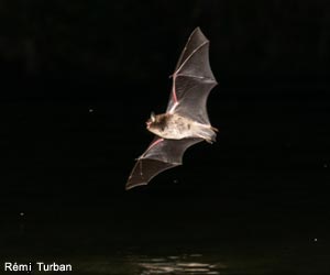 Murin de Daubenton (Myotis daubentonii)