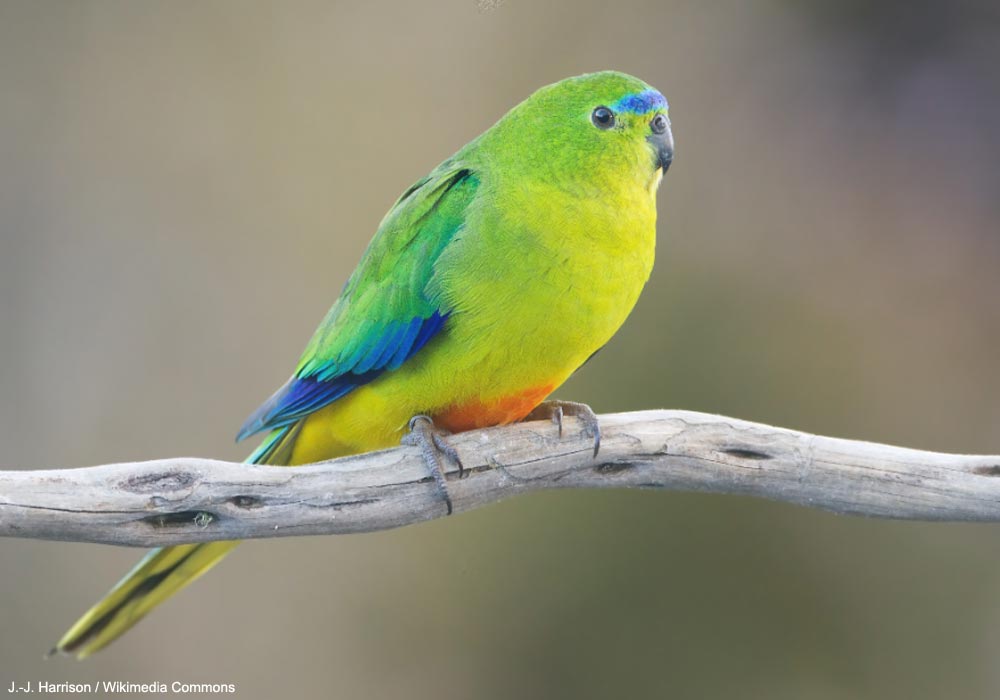 Perruche à ventre orange (Neophema chrysogaster) mâle