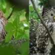 Un intéressant « dialogue vocal » entre les Chouettes hulotte et de l’Oural dans des forêts de l’ouest de la Russie