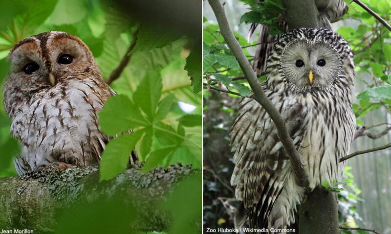 Un intéressant « dialogue vocal » entre les Chouettes hulotte et de l’Oural dans des forêts de l’ouest de la Russie