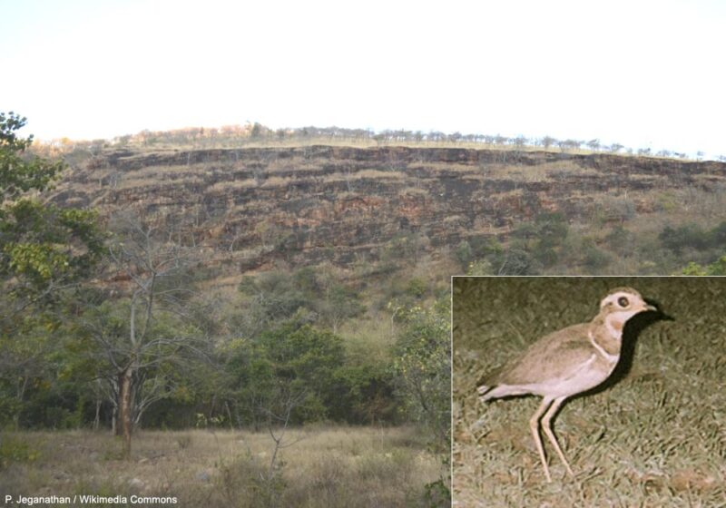 Une nouvelle campagne de recherche du rarissime Courvite de Jerdon dans les collines boisées de Siddavatam (Inde)