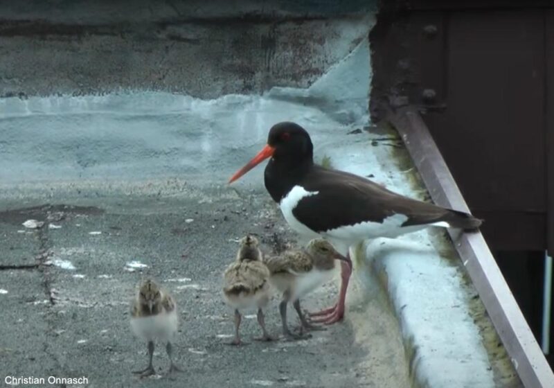 La petite population florissante d’Huîtriers pie nichant sur des toits de la ville de Münster (Allemagne)