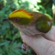 Le Manakin tête-de-feu vit-il également dans les forêts de l’Amazonie colombienne ?