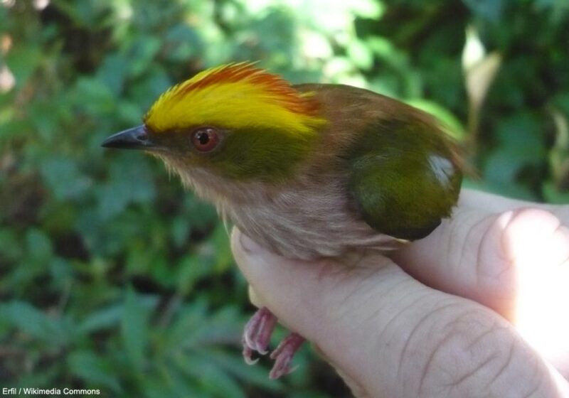 Le Manakin tête-de-feu vit-il également dans les forêts de l’Amazonie colombienne ?