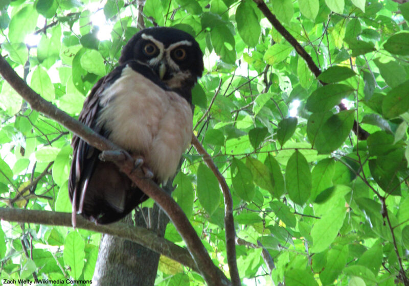 Redécouverte d’une sous-espèce rarissime de la Chouette à lunettes dans la forêt atlantique brésilienne près de 50 ans après la dernière donnée confirmée