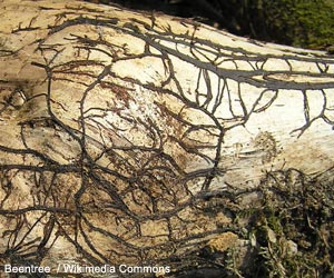 Rhizomorphes du champignon Armillariella mellea