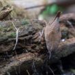 Comment faire de son jardin une oasis pour les oiseaux en été ?