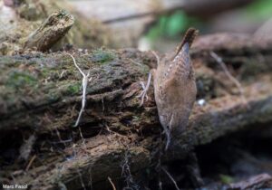 Troglodyte mignon