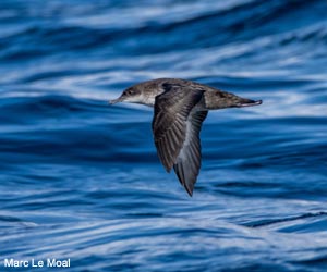 Puffin des Baléares (Puffinus mauretanicus)