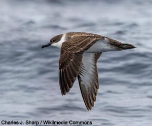 Puffin majeur (Ardenna gravis)