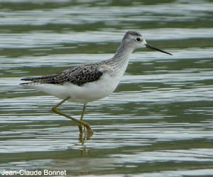 Chevalier stagnatile (Tringa stagnatilis)