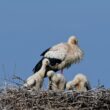 Cigogne blanche et ses petits