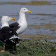 Goélands bruns sur l’île de Ré