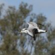 Mouette rieuse juvénile