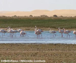 Flamants roses (Phoenicopterus roseus) 